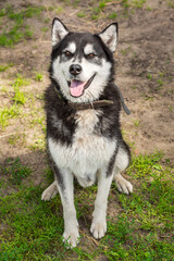 Siberian husky dog, walking through a park on a sunny day © alexbush