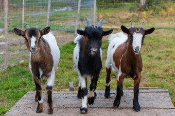 Brown, black and white domestic goats posing together in a fenced rural farm enclosure during autumn. © Andrei Tomas