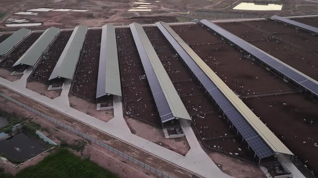 Modern Dairy Farm: Herds Resting in an Arid Rural Landscape