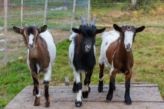 Brown, black and white domestic goats posing together in a fenced rural farm enclosure during autumn.