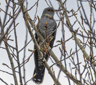 Coucou gris perch&eacute; inspectant son territoire