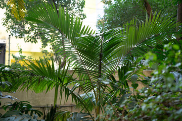 Fototapeta premium Tropical Palm Leaves in Lush Garden