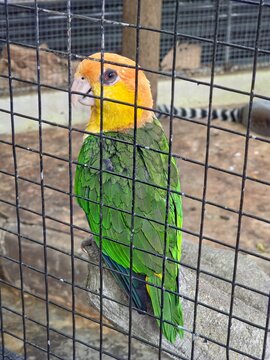White-Bellied Parrot Perched in a Cage