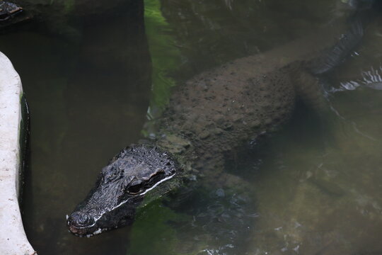 African Dwarf Crocodile in Murky Water