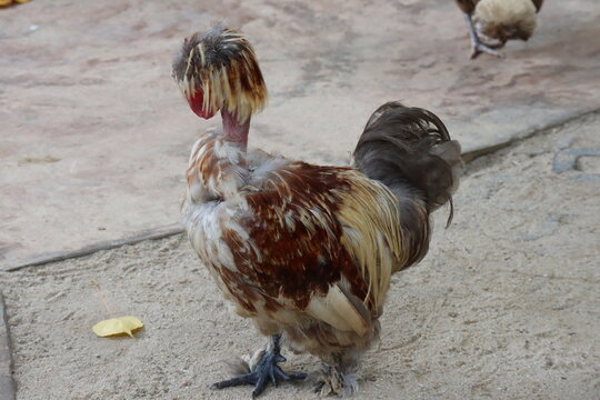 Unusual Crested and Naked Neck Chicken Standing on Sandy Ground