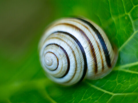 Macro shot of a striped live snail shell resting on a vibrant green leaf
