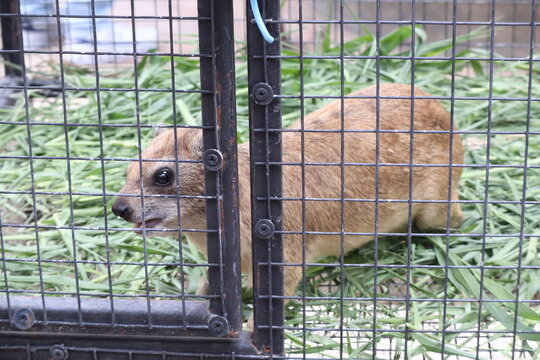 Rock Hyrax Inside a Wire Enclosure with Grass