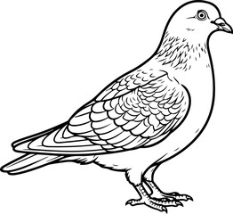 Fototapeta premium Classic feral pigeon vector illustration
