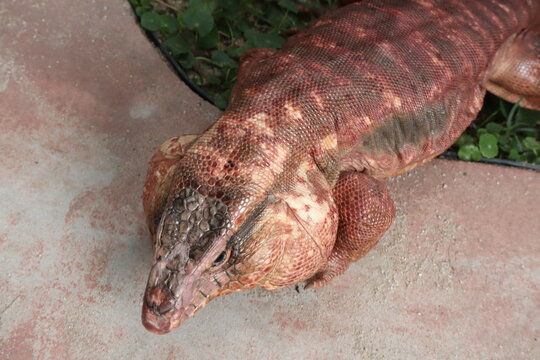 Red Tegu Lizard Resting on Concrete