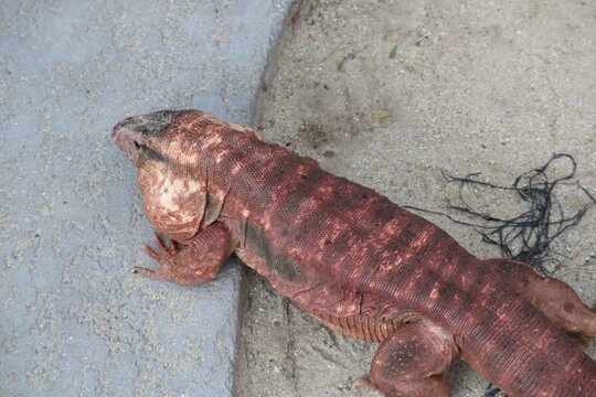 Red Tegu Lizard on Concrete and Sand