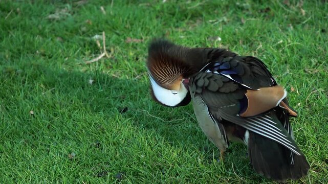 Beautiful colorful duck standing on lush green grass outdoors