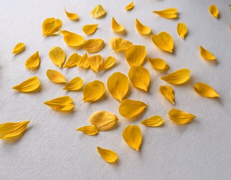 tiny yellow flower petals scattered on a textured white background for design use