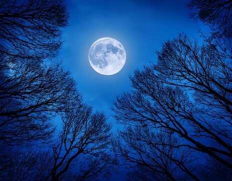 dark night sky with full moon and silhouetted branches against deep blue background