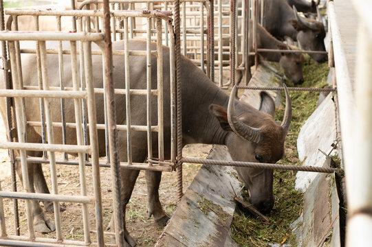 Asian Water Buffalo Eating Grass Fresh Fodder in Metal Pen Barn at Livestock Farm