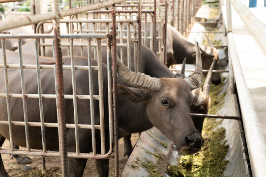 Asian Water Buffalo Eating Grass Fresh Fodder in Metal Pen Barn at Livestock Farm