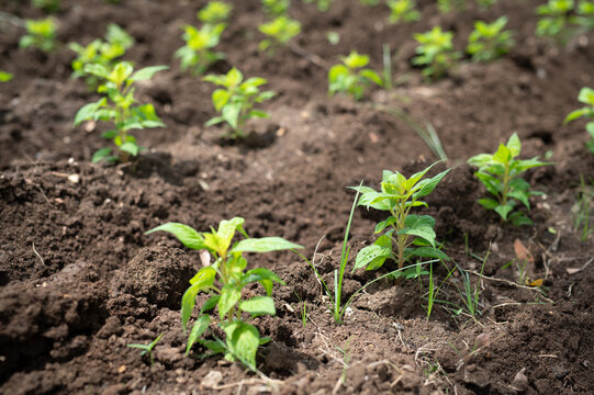 Young Green Plant Seedlings Growing in Soil Rows at Agriculture Farm Concept