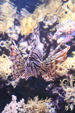 Red lionfish at an aquarium