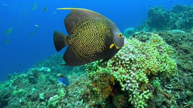 Colorful angelfish swimming over vibrant coral reef underwater scene