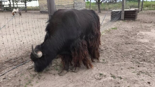 Long-haired yak grazing inside a fenced farm enclosure on a sunny day. Large shaggy bovine in a rural agricultural environment, livestock breeding and wildlife concept.
