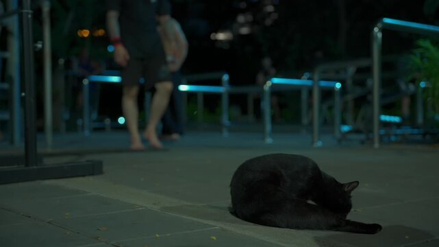 Black cat grooming on outdoor exercise playground with athletes in background, Feline licking fur while people train at night in Lumpini Park 4k