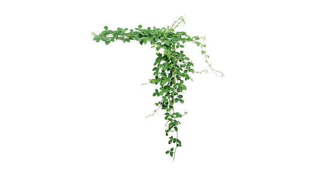 Single trailing ivy vine branch with green leaves isolated on white background climbing botanical isolated background trailing ornamental decoration woodland vertical ecosystem minimalist