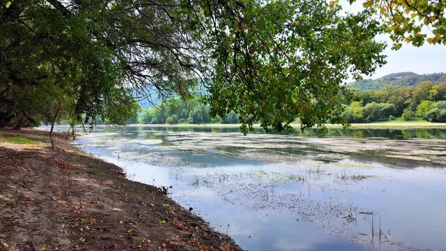 Rhine landscape near Lorch with low water, wooded riverbank near Lorch