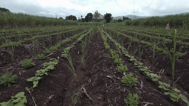 Sugarcane rows benefit from nitrogen-fixing peanut and ghevda companions in this polyculture. This intercropping method improves soil health, prevents erosion, & maximizes revenue from a single field.