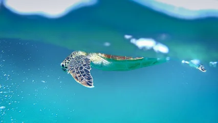 Fototapete Schildkröte Sea turtle swimming beneath ocean surface in clear tropical water  © Nils