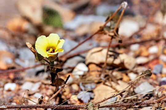 Yellow flower of a plant from the mallow family in the Caatinga in Brazil (Malvaceae)