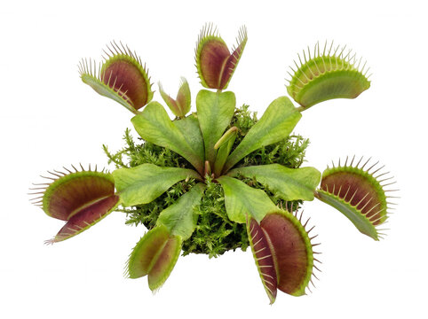 Venus flytrap plant with open traps isolated on a transparent background carnivorous