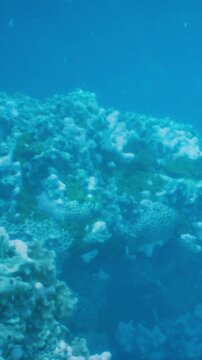 A vibrant coral reef shows different coral shapes and green algae. The underwater scene features clear blue water, allowing sunlight to shine through and highlight the reef.