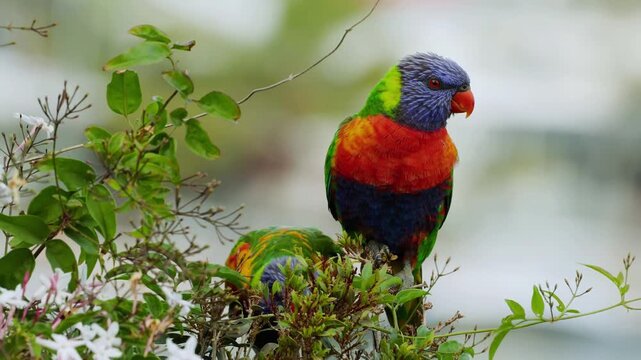 Two colorful lorikeets perched on green foliage near water