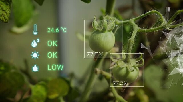 Organic tomato in smart greenhouse with AI control, Smart farming agriculture industry with AI technology