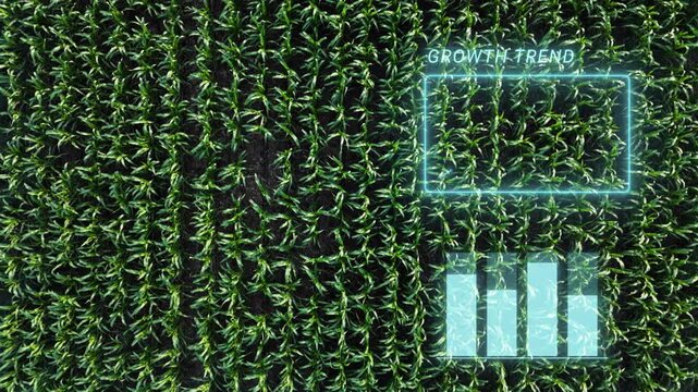 Corn field with AI interface visualizing smart farming data and crop monitoring online. Digital agriculture and AI farming field analysis