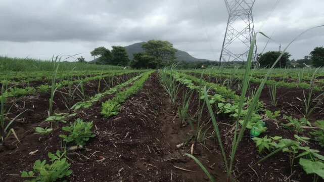 Polyculture design optimizes this field by mixing sugarcane rows with peanut and ghevda crops. This smart intercropping technique maximizes land use, enhancing total yield through diversified planting