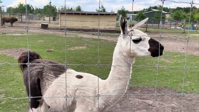 White llama standing in a grassy enclosure and looking toward the camera. Friendly South American farm animal in a petting zoo, agriculture, ecotourism and wildlife concept.