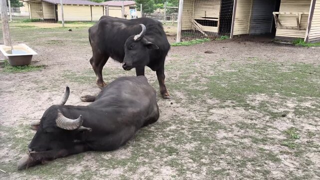Water buffalo resting peacefully on the ground inside a farm enclosure. Large domestic bovine in a rural agricultural setting, livestock farming, animal welfare and countryside concept.