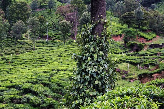 A pepper creeper, entwined to the trunk of a tree amid green tea farm.