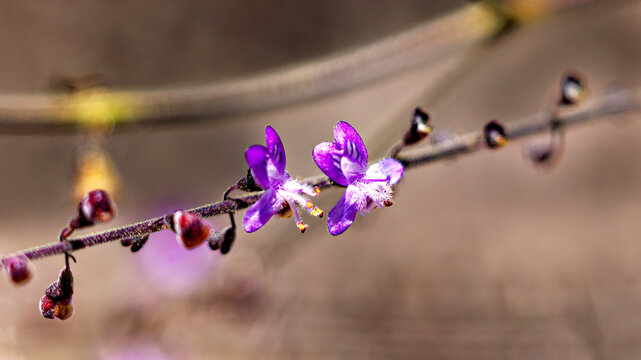 The violet flowers of the milk-vetch in Bahia, Brazil (Polygala comosa)