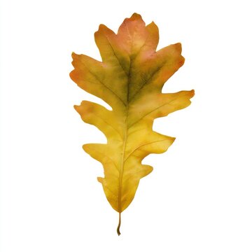 Autumn oak leaf isolated on white background, natural botanical detail