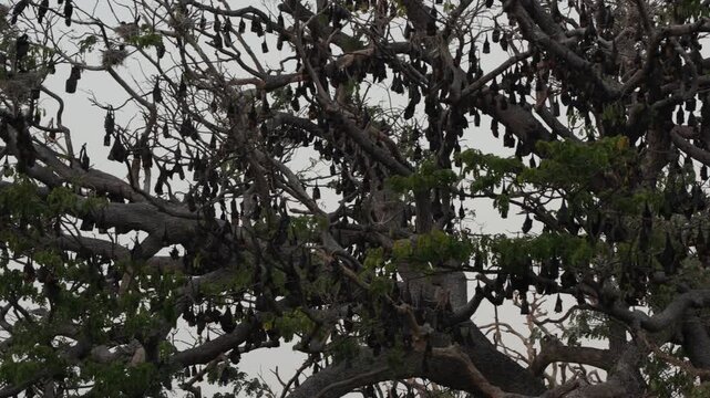 A large colony of flying foxes on a huge rain tree against the dark evening sky