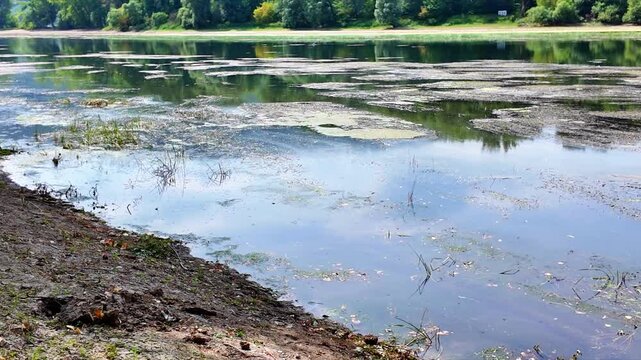 Algae and aquatic plants spread across the shallow Rhine during extreme low water and summer heat.