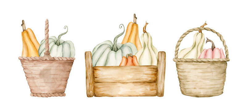 Cute Pumpkin Basket Set. Autumn garden vegetable. Watercolor hand drawn floral food illustration isolated on white background for fall design home kitchen textile cozy print porcelain crockery package