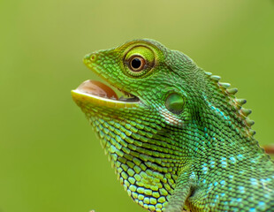 Fototapeta premium Macro wildlife image of Bronchocela jubata highlighting intricate reptile scales and crest