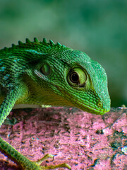 Obraz premium Dragon lizard Bronchocela jubata blending perfectly into green rainforest foliage