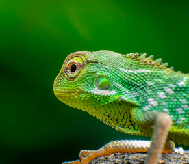 Fototapeta premium Wild Maned Forest Lizard (Bronchocela jubata) photographed in its rainforest habitat in Indonesia
