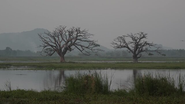 Huge rain trees on Tissa Lake in the evening, Tissamaharama, Sri Lanka