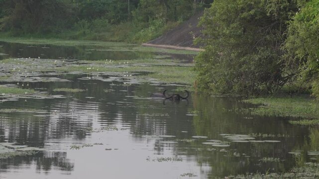 The water buffalo (Bubalus bubalis), also called domestic water buffalo, Asian water buffalo, and Asiatic water buffalo in the Yala National Park in the morning