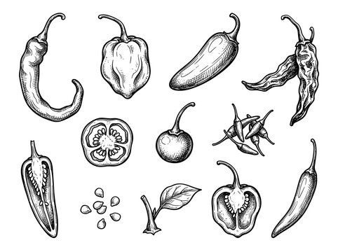 Set of hand drawn ink sketch of chili pepper variety, seed and botanical element, isolated on white background