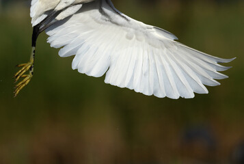 Obraz premium Closeup of a wing of Western reef heron landing at Sanad mangrove, Bahrain